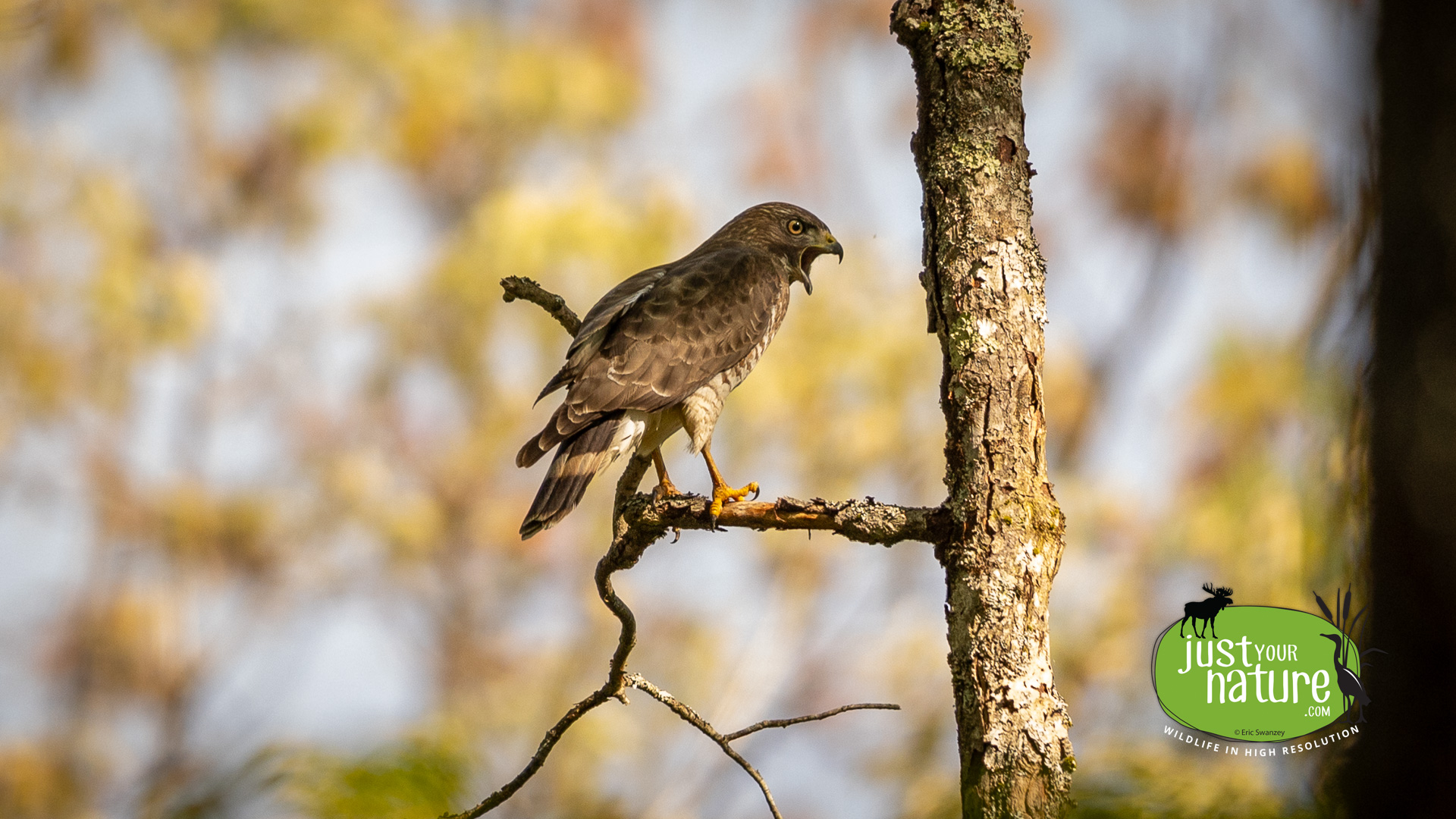 Broad-winged Hawk, Rocky Hills Preserve, South Berwick, Maine, 17 May 2024 by Eric Swanzey