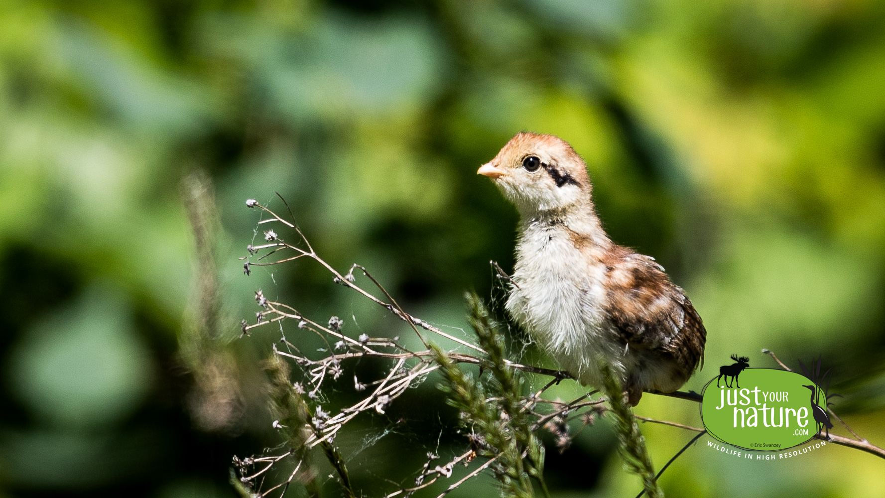 Ruffed Grouse, Hammond Twp, North Maine Woods (NMW), Maine, DeLorme 48:D1, 16 June 2024 by Eric Swanzey