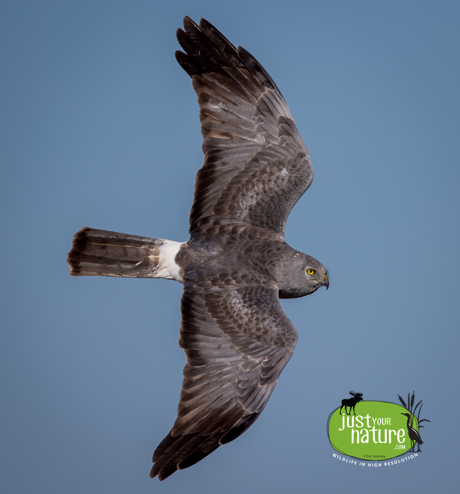 Northern Harrier, Parker River NWR, Plum Island, Massachusetts, 10 April 2016 by Eric Swanzey