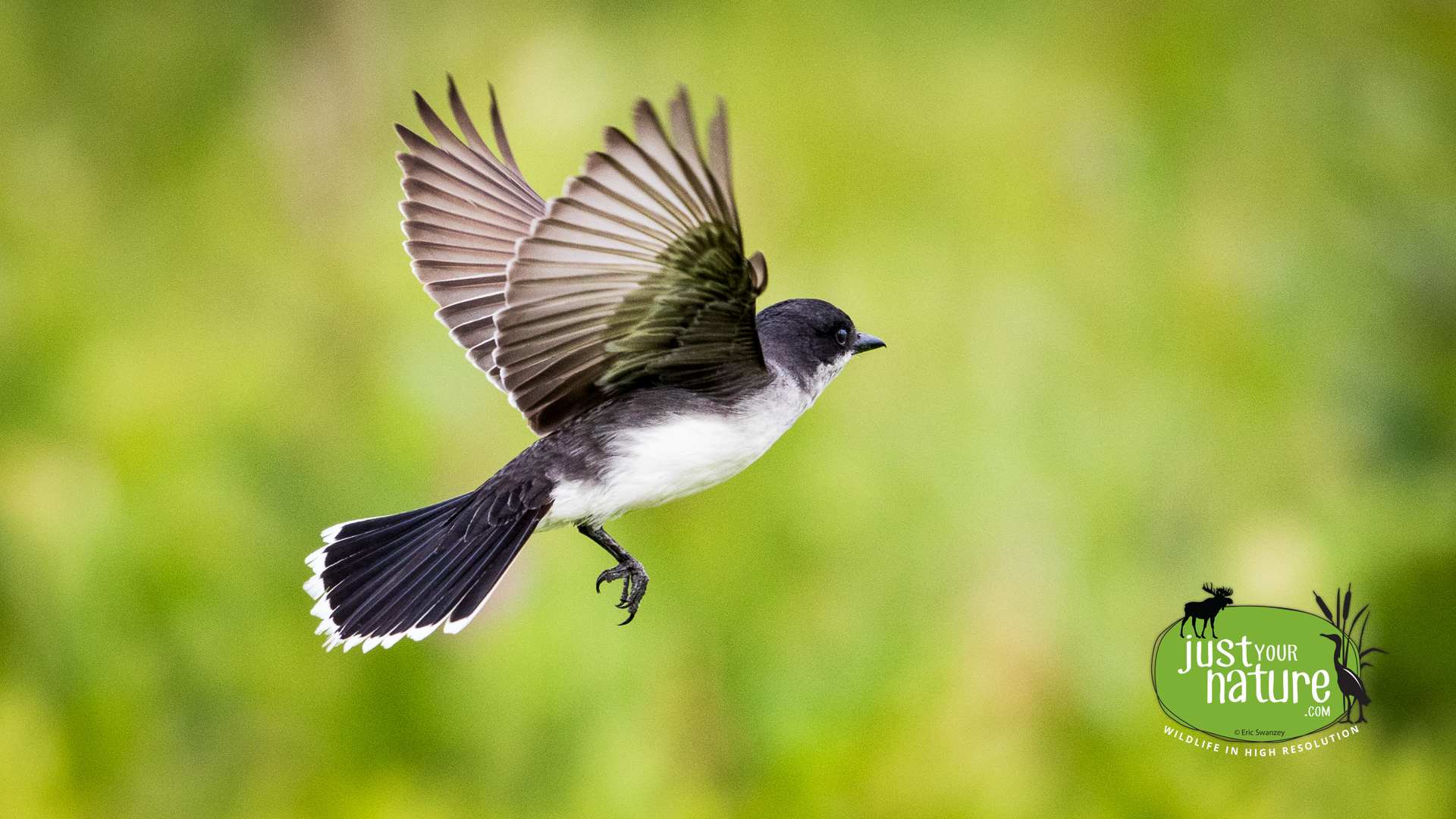 Eastern Kingbird, Parker River NWR, Plum Island, Massachusetts, 9 July 2015 by Eric Swanzey