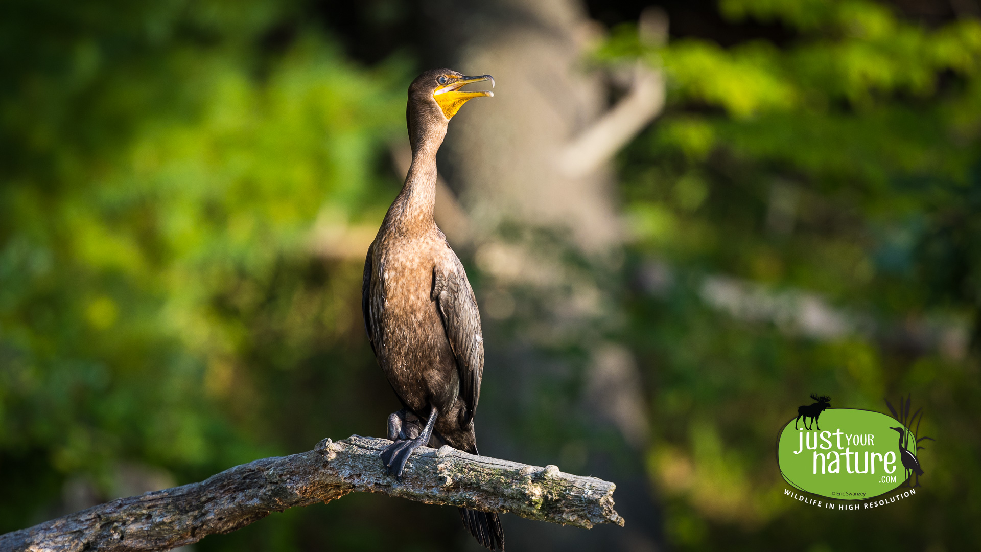 Double-crested Cormorant, Smelt Brook, York, Maine, 4 September 2022 by Eric Swanzey