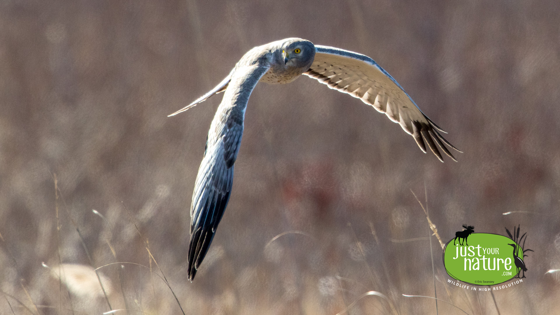 Northern Harrier, Parker River NWR, Plum Island, Massachusetts, 2 February 2016 by Eric Swanzey