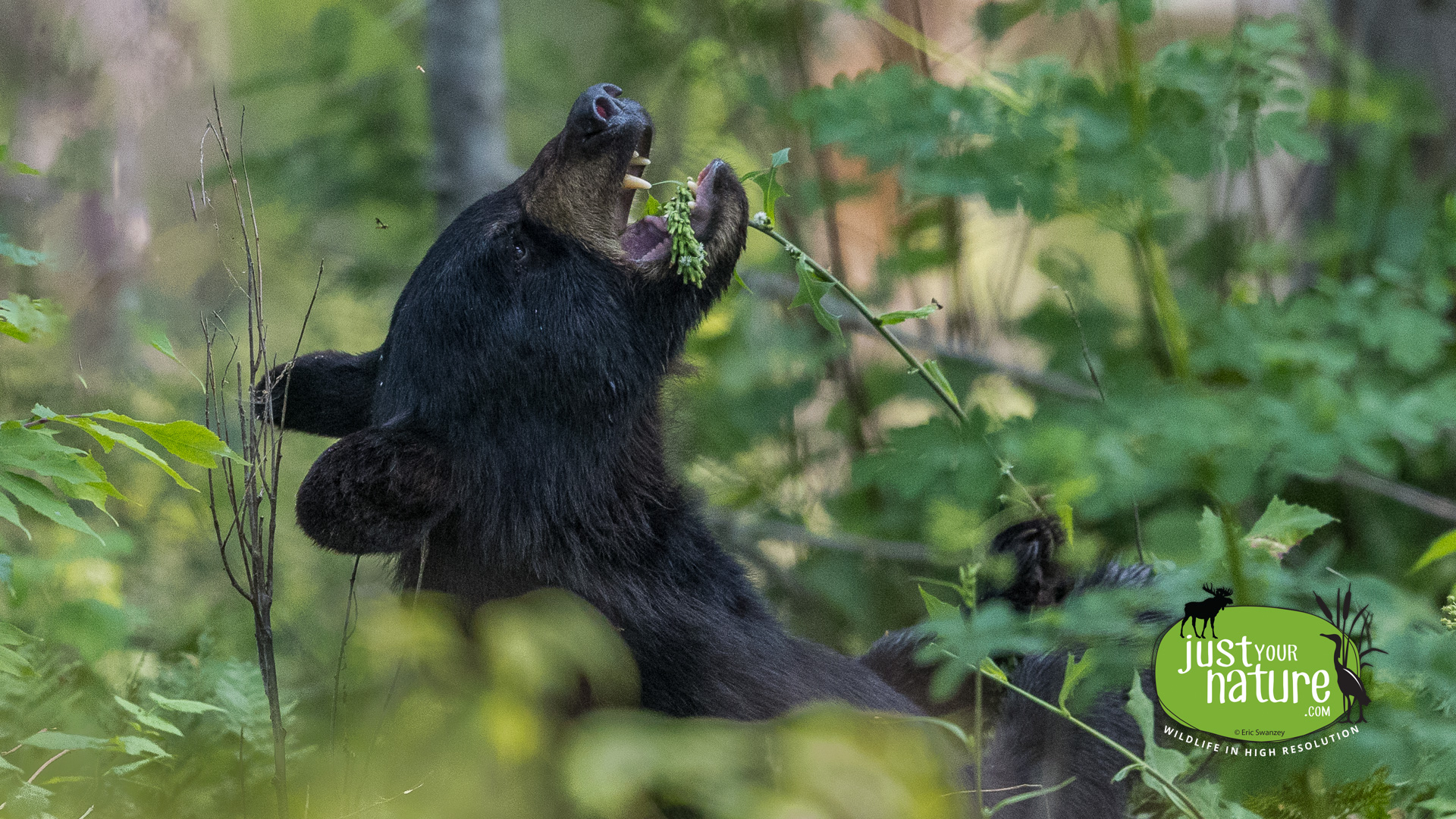 Black Bear, Guy Allen Rd, T6 R13 Wels, North Maine Woods (NMW), Maine, DeLorme 55:E4, 27 July 2024 by Eric Swanzey