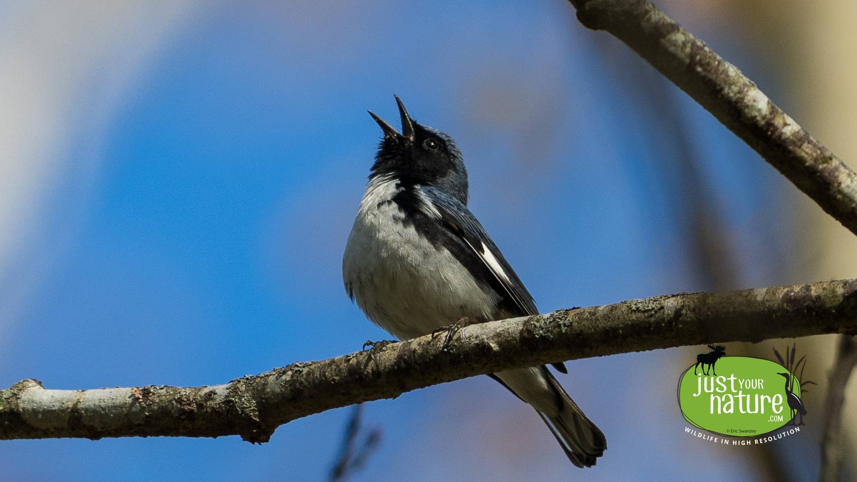 Black-throated Blue Warbler, Middle Pond, York, Maine, 13 May 2024 by Eric Swanzey