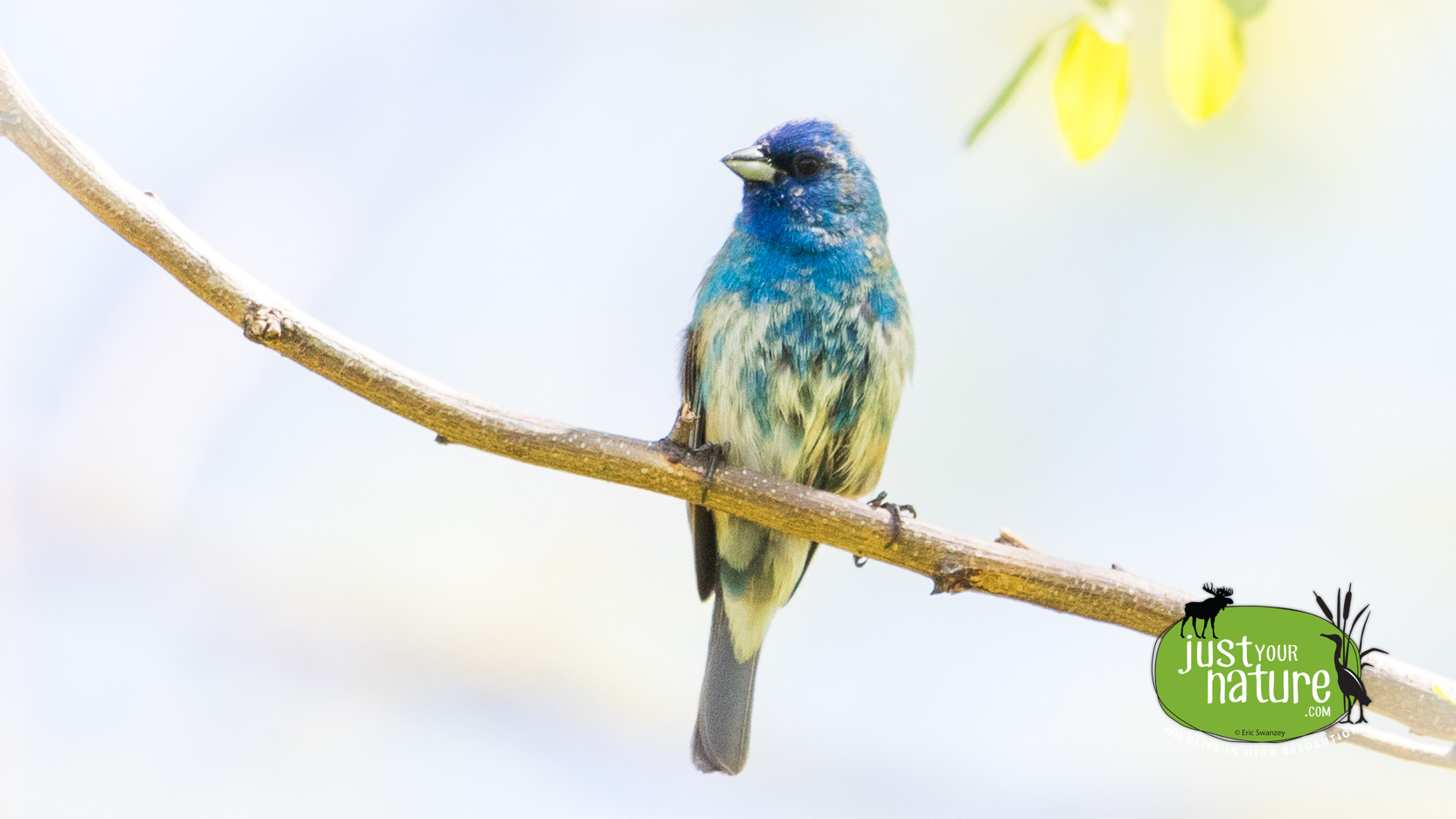 Indigo Bunting, Martin H. Burns Wildlife Management Area, Topsfield, Massachusetts, 21 May 2017 by Eric Swanzey