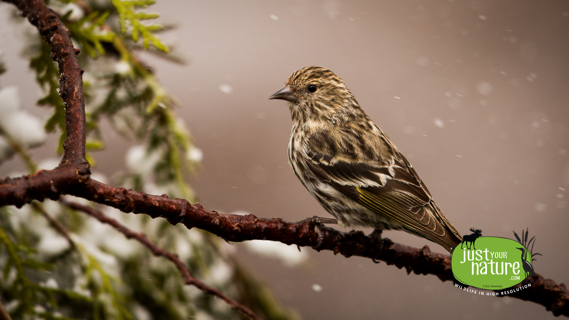 Pine Siskin, Chubb Creek, Beverly Farms, Massachusetts, 28 March 2015 by Eric Swanzey