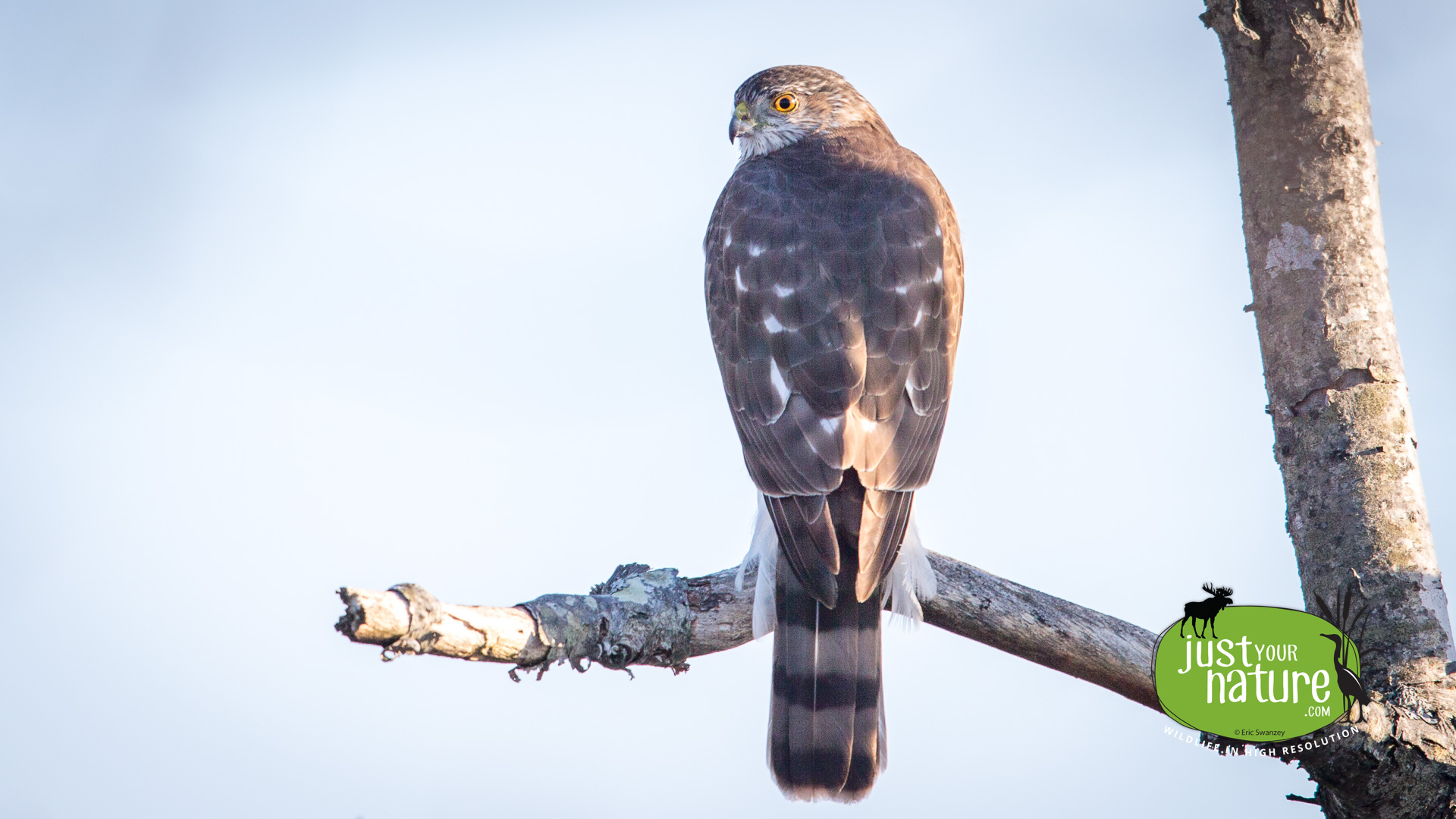 Sharp-shinned Hawk, Parker River NWR, Plum Island, Massachusetts, 6 April 2016 by Eric Swanzey