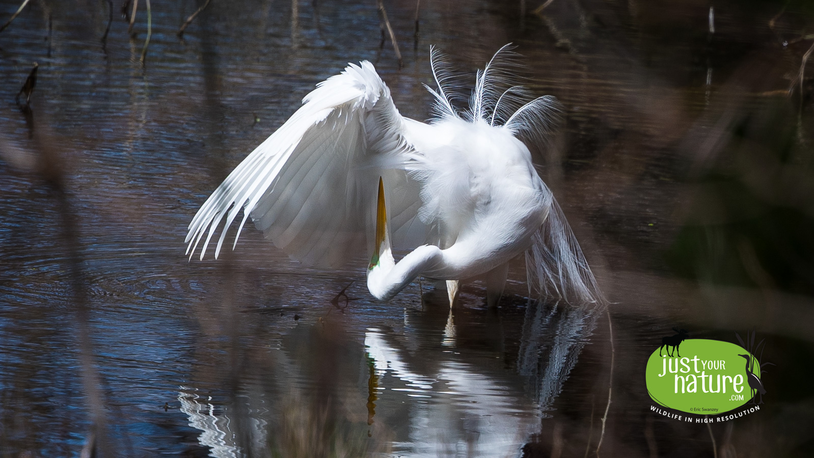 Great Egret, Chubb Creek, Beverly Farms, Massachusetts, 11 April 2020 by Eric Swanzey