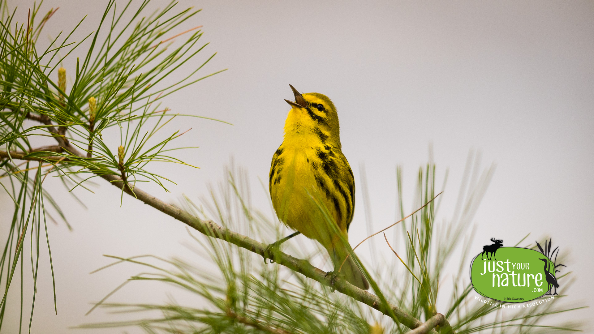 Prairie Warbler, Middle Pond, York, Maine, 9 May 2024 by Eric Swanzey