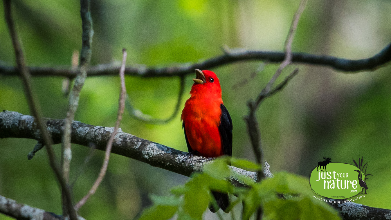 Scarlet Tanager, Gordon Woods, Hamilton, Massachusetts, 18 May 2017 by Eric Swanzey