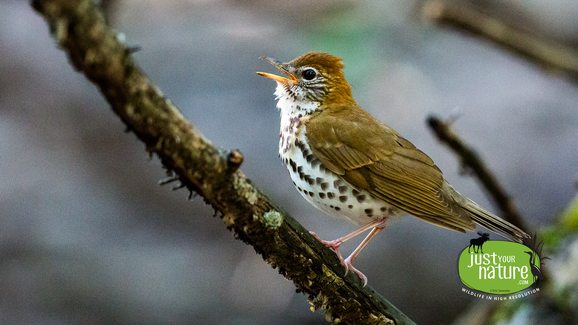 Wood Thrush, Ipswich River Wildlife Sanctuary, Topsfield, Massachusetts, 13 May 2015 by Eric Swanzey