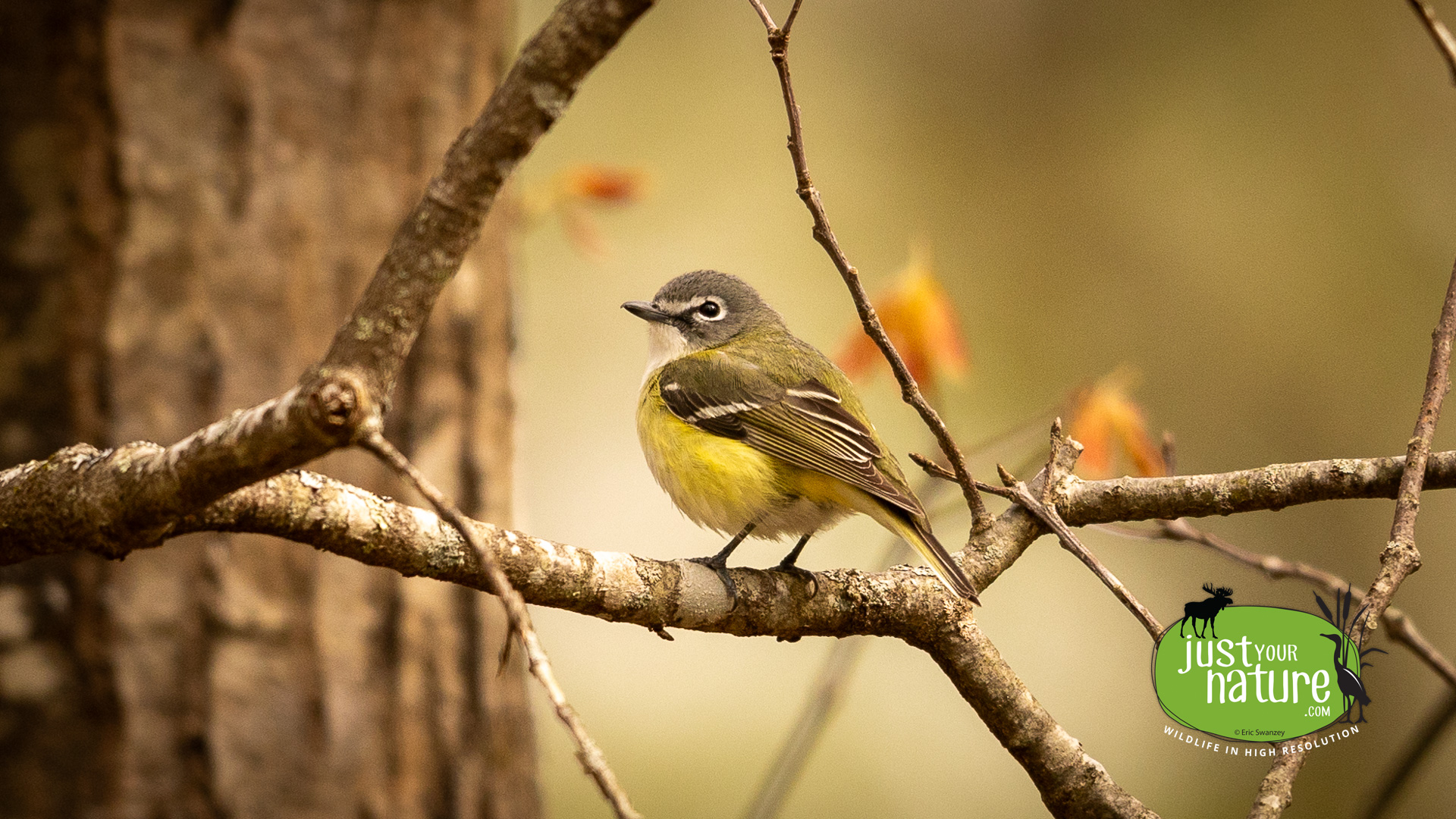 Blue-headed Vireo, Middle Pond, York, Maine, 11 May 2024 by Eric Swanzey