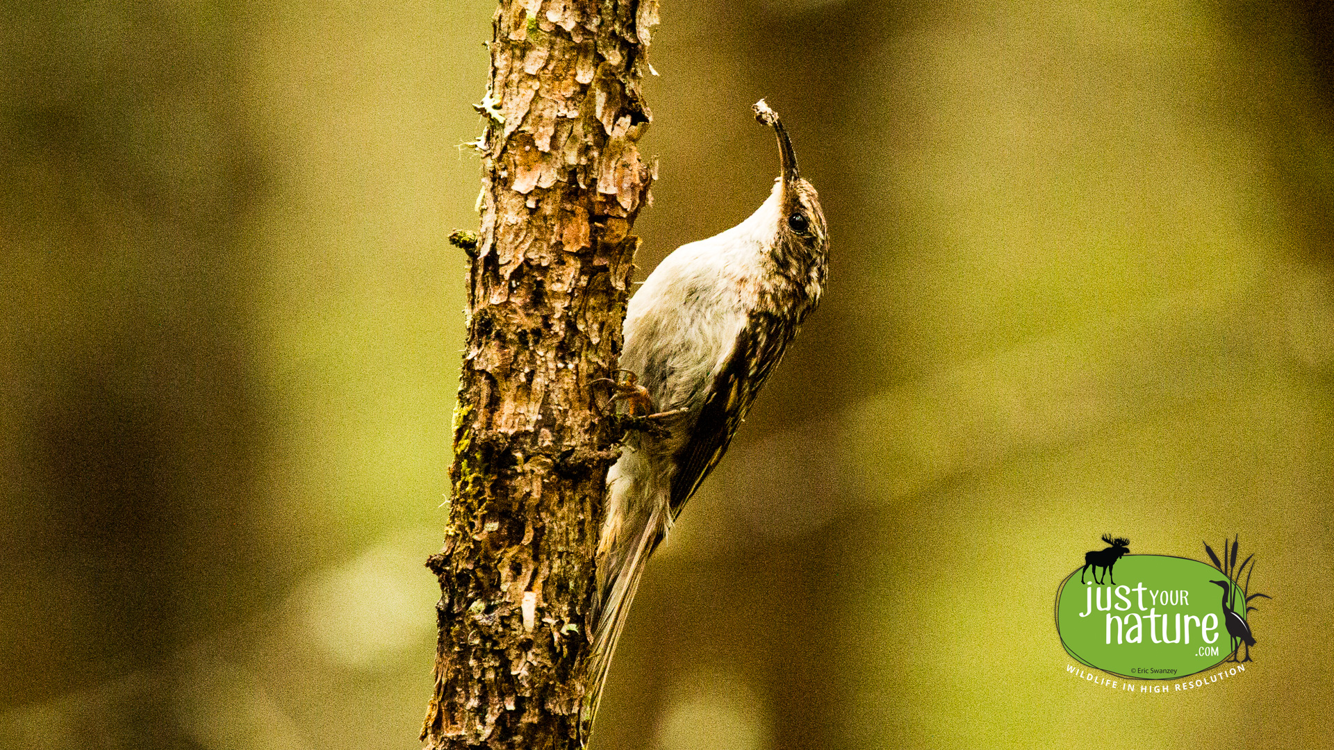 Brown Creeper, Errol, Magalloway River Trail, Umbagog National Wildlife Refuge, New Hampshire, 27 June 2014 by Eric Swanzey