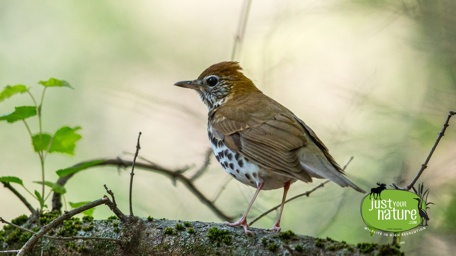 Wood Thrush, Ipswich River Wildlife Sanctuary, Topsfield, Massachusetts, 13 May 2015 by Eric Swanzey