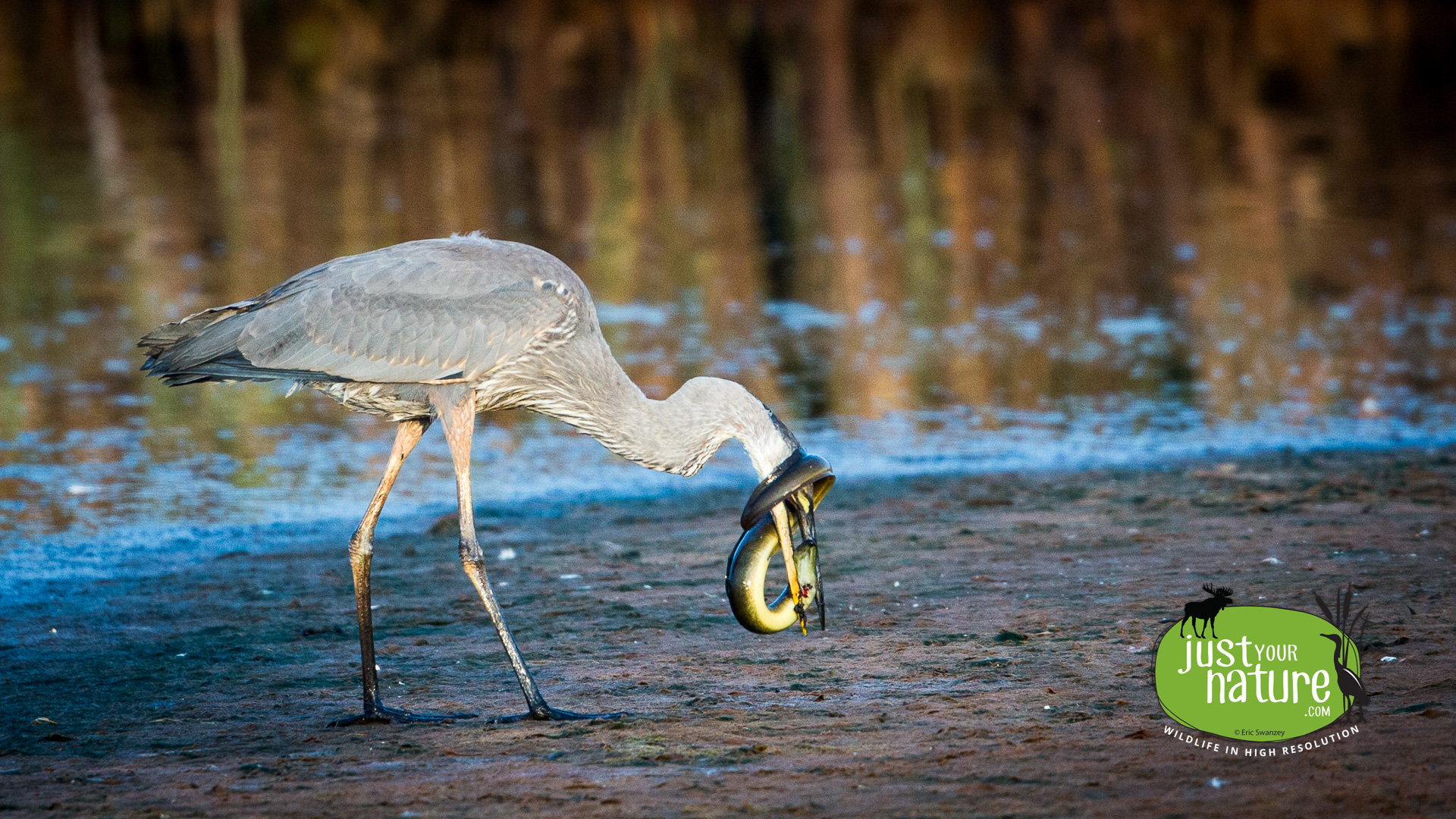 Great Blue Heron, Parker River NWR, Plum Island, Massachusetts, 12 August 2014 by Eric Swanzey