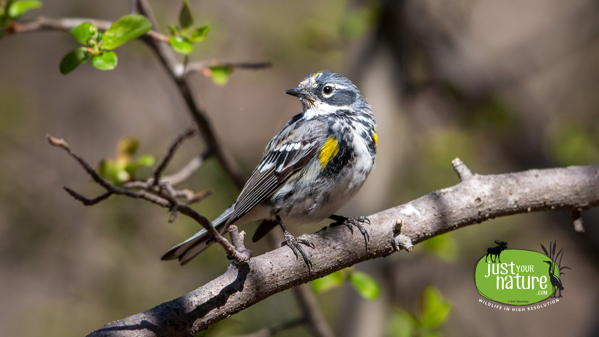 Yellow-rumped Warbler, Ipswich River Wildlife Sanctuary, Topsfield, Massachusetts, 2 May 2015 by Eric Swanzey