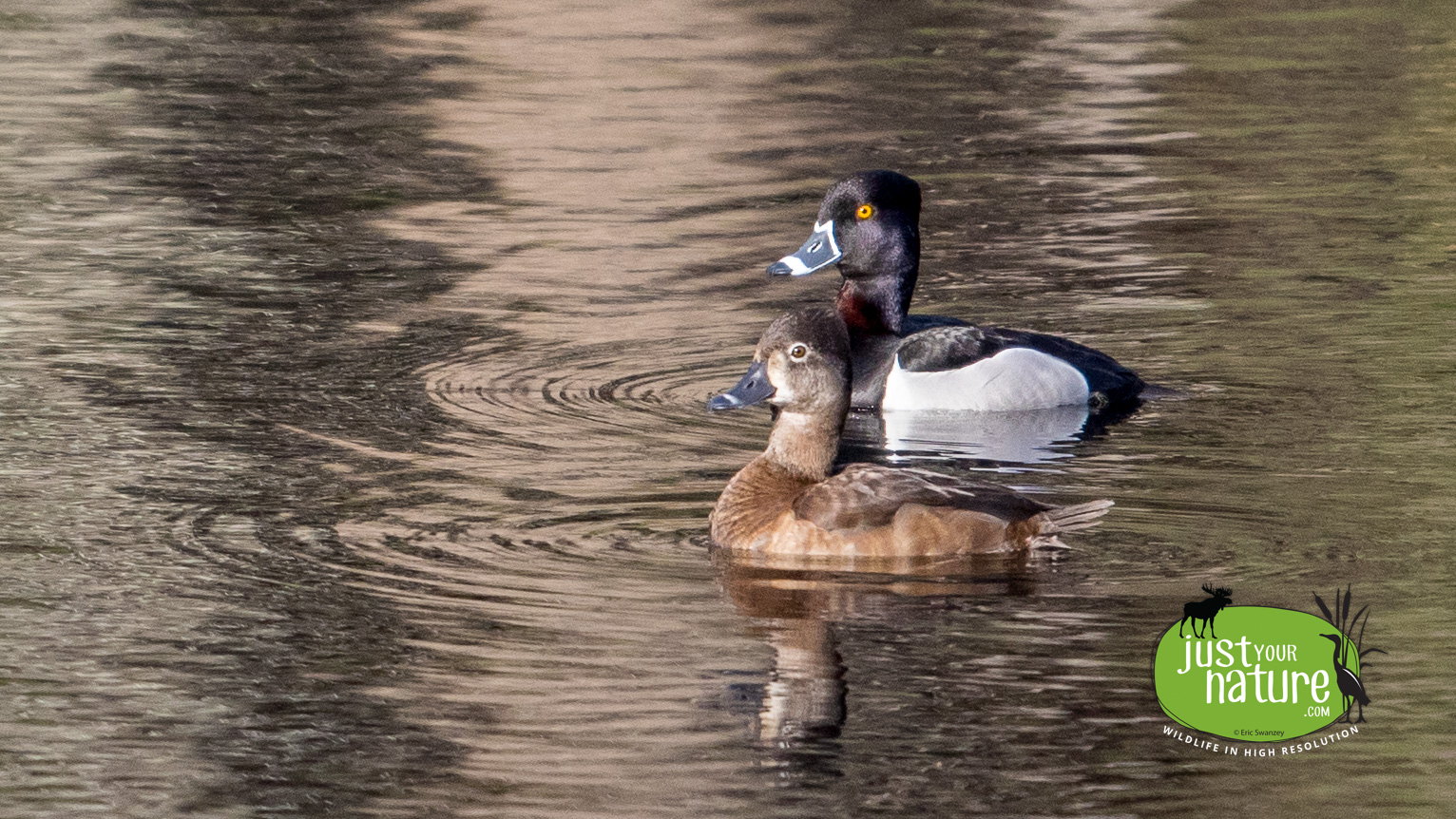 Ring-necked Duck, Ipswich River Wildlife Sanctuary, Topsfield, Massachusetts, 17 April 2015 by Eric Swanzey