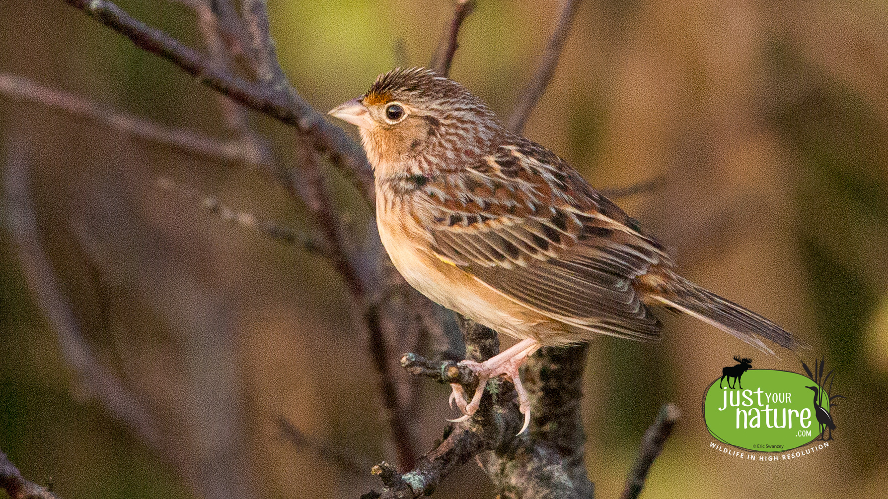 Grasshopper Sparrow, Parker River NWR, Plum Island, Massachusetts, 15 October 2014 by Eric Swanzey