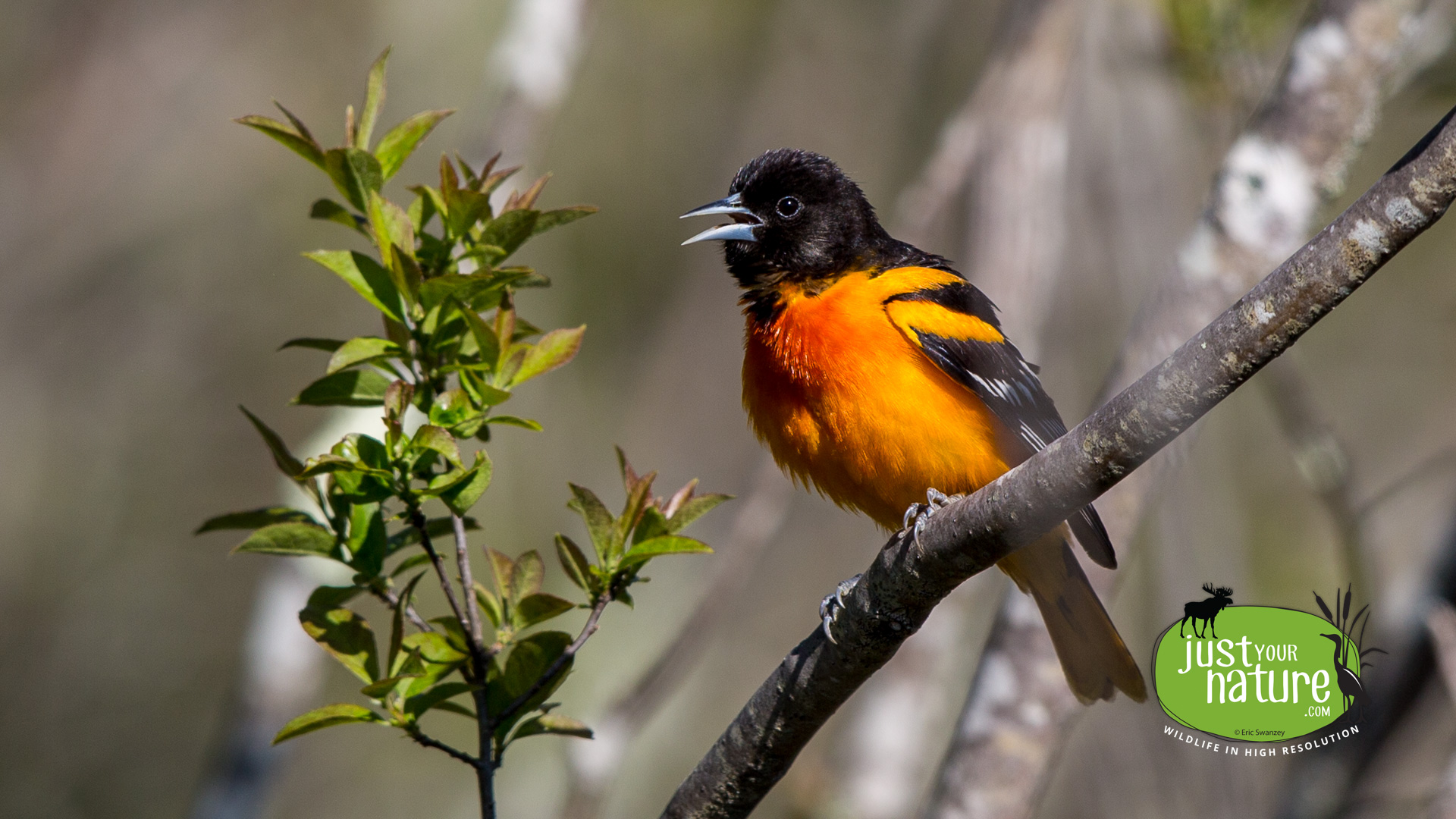 Baltimore Oriole, Coy Pond, Wenham, Massachusetts, 23 May 2015 by Eric Swanzey