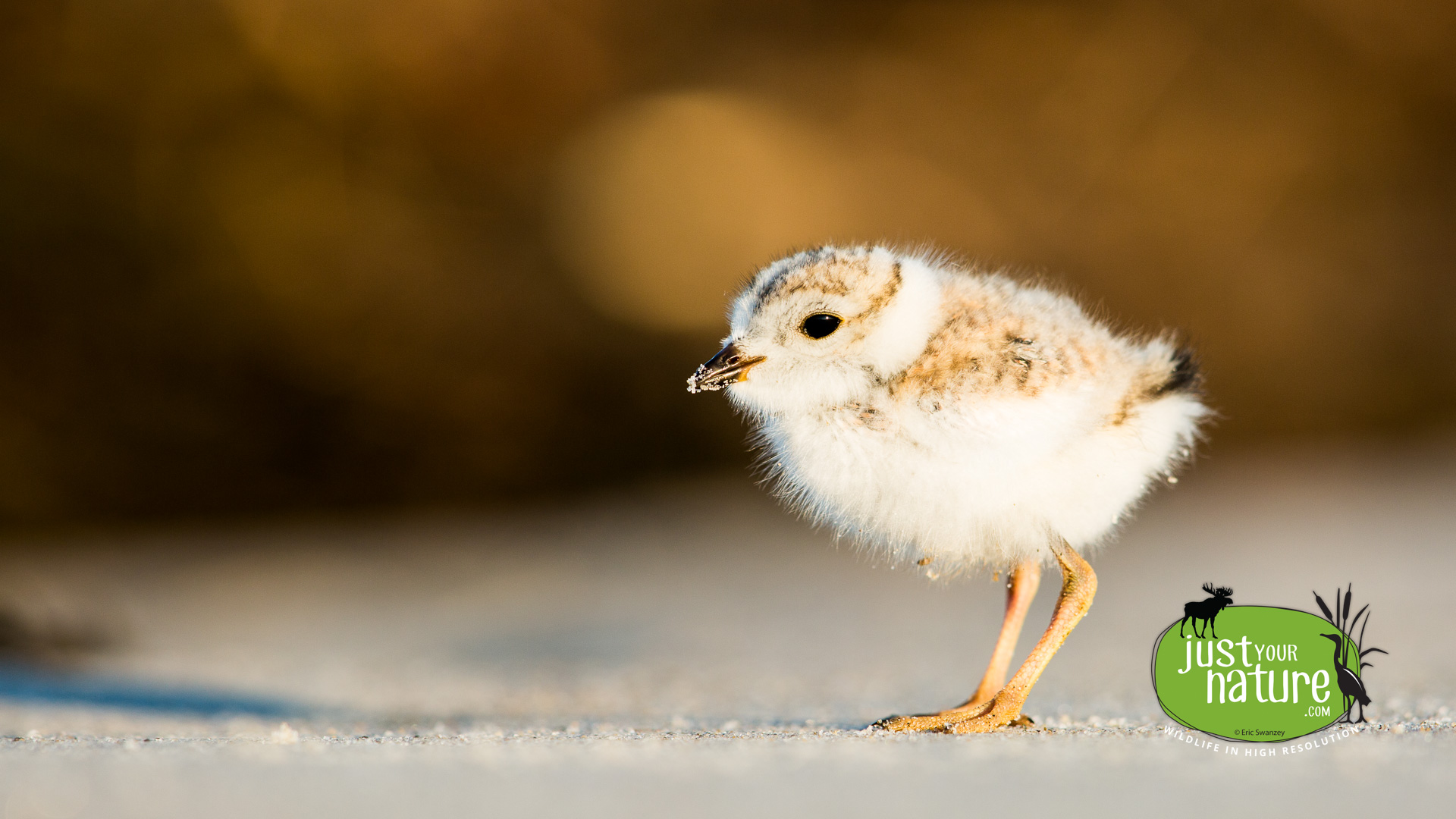 Piping Plover, Crane Beach, Ipswich, Massachusetts, 15 June 2014 by Eric Swanzey