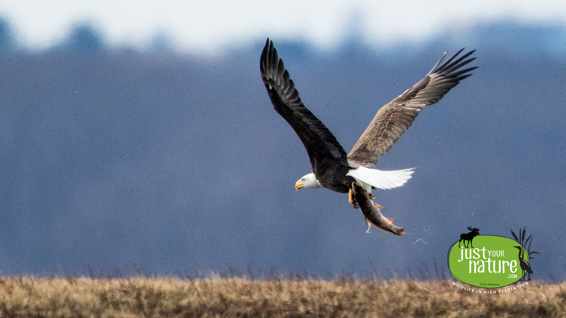 Bald Eagle, Parker River NWR, Plum Island, Massachusetts, 1 February 2016 by Eric Swanzey