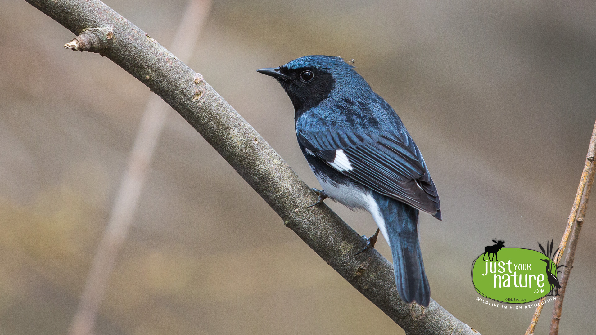 Black-throated Blue Warbler, Chubb Creek, Beverly Farms, Massachusetts, 5 May 2015 by Eric Swanzey