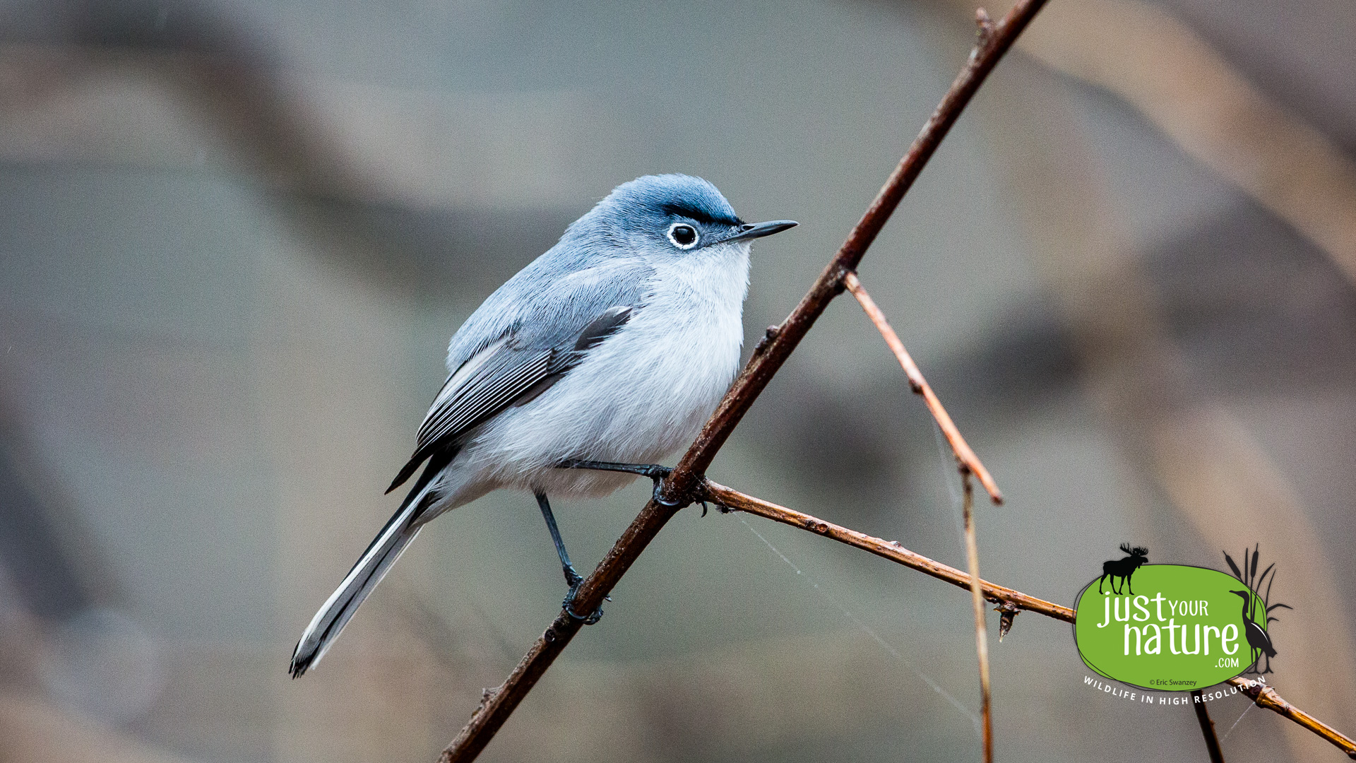 Blue-gray Gnatcatcher, Ipswich River Wildlife Sanctuary, Topsfield, Massachusetts, 21 April 2015 by Eric Swanzey