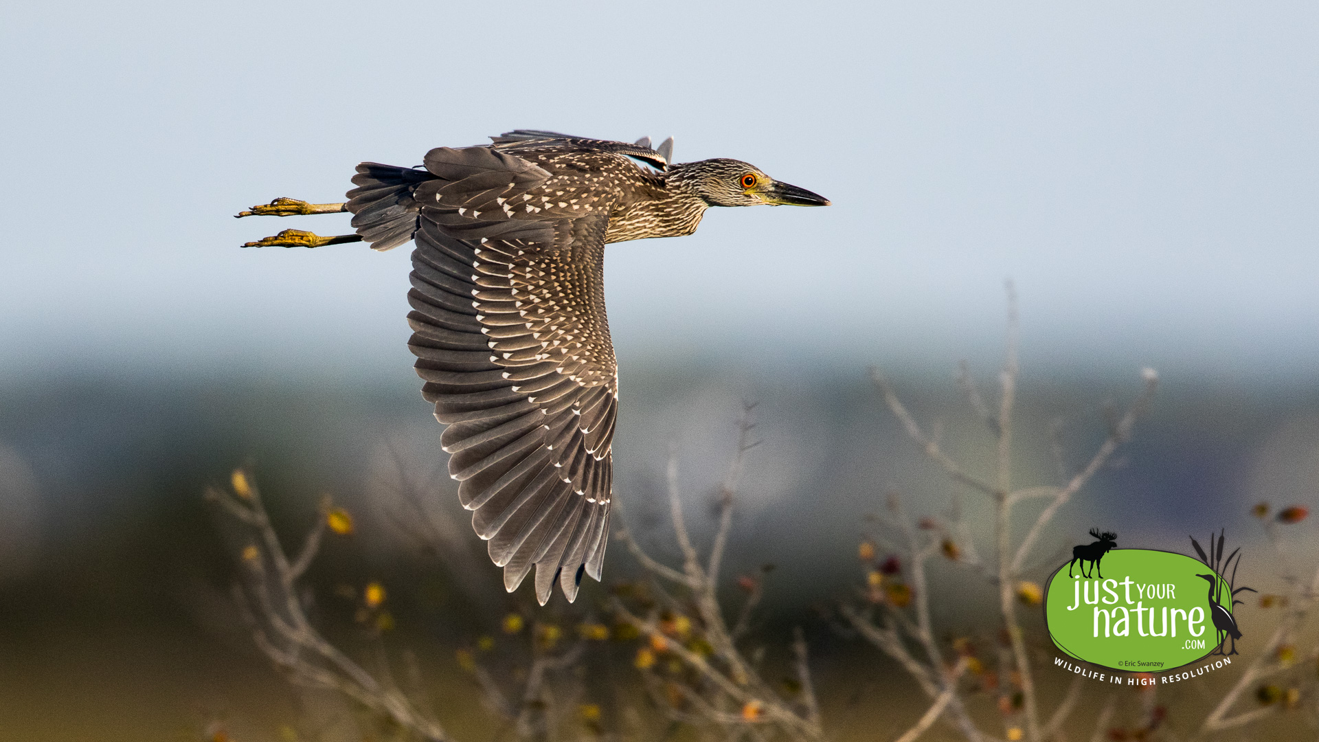 Yellow-crowned Night-Heron, Parker River NWR, Plum Island, Massachusetts, 25 September 2015 by Eric Swanzey