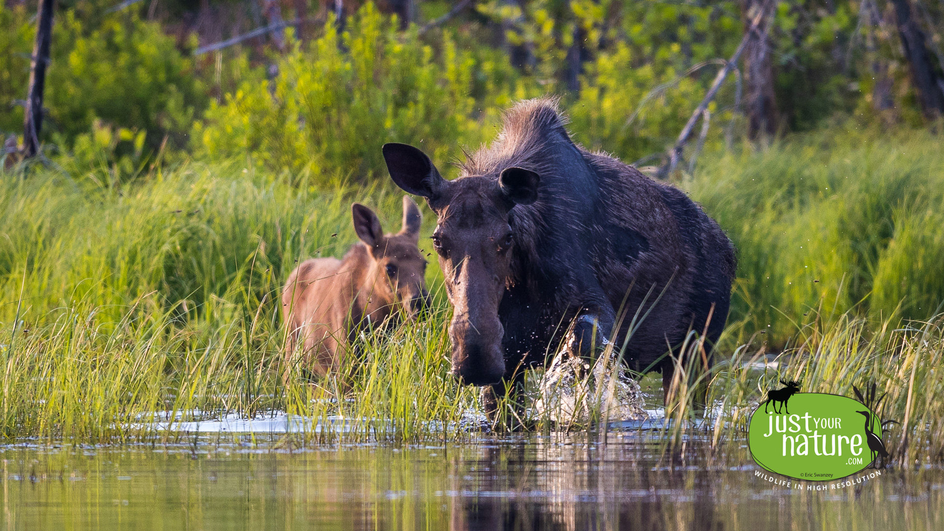 Moose, Elm Stream Twp, North Maine Woods (NMW), Maine, DeLorme 48:C5, 18 June 2024 by Eric Swanzey