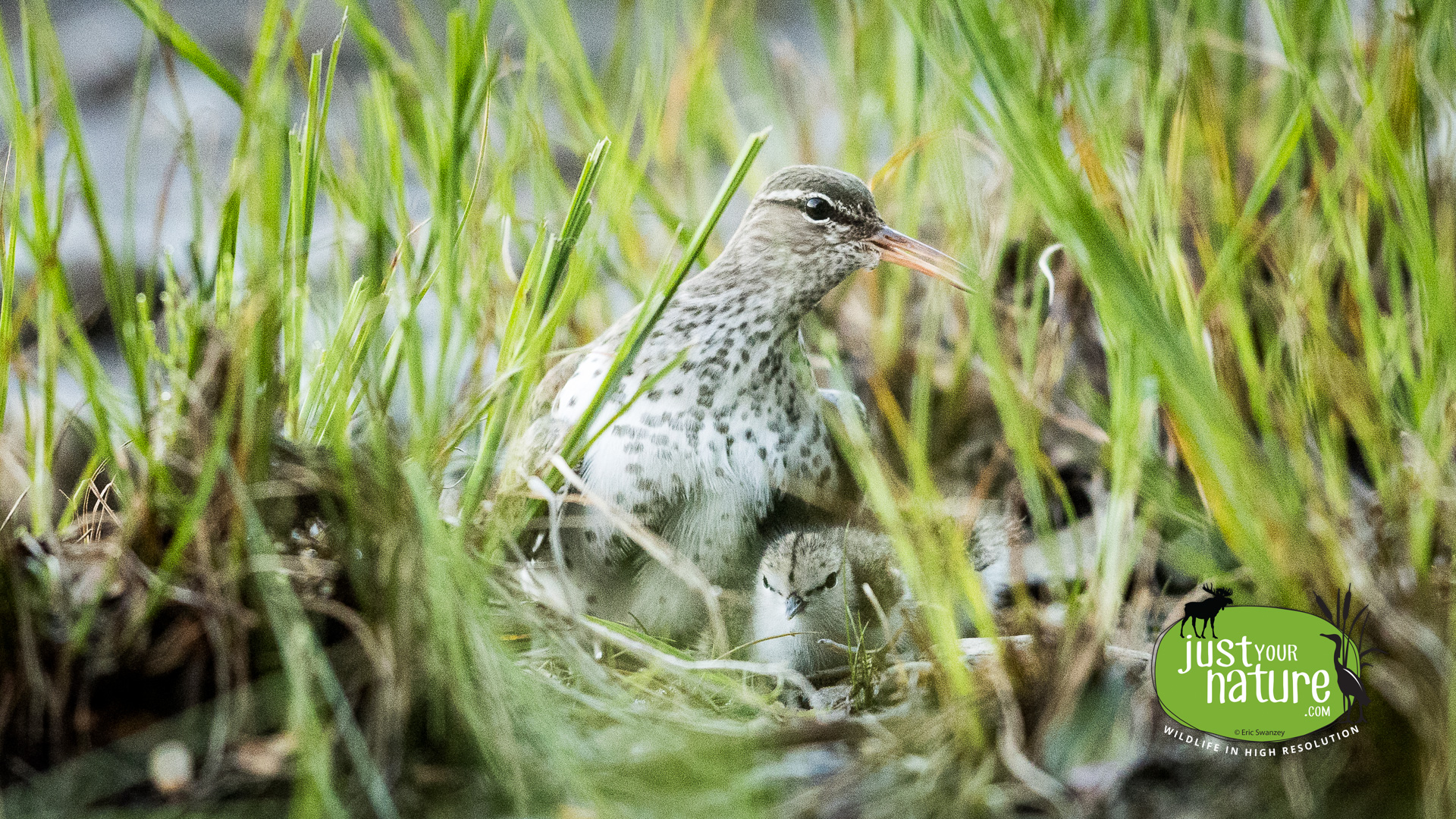 Spotted Sandpiper, Seboomook Lake, Elm Stream Twp, North Maine Woods (NMW), Maine, DeLorme 48:C5, 16 June 2024 by Eric Swanzey