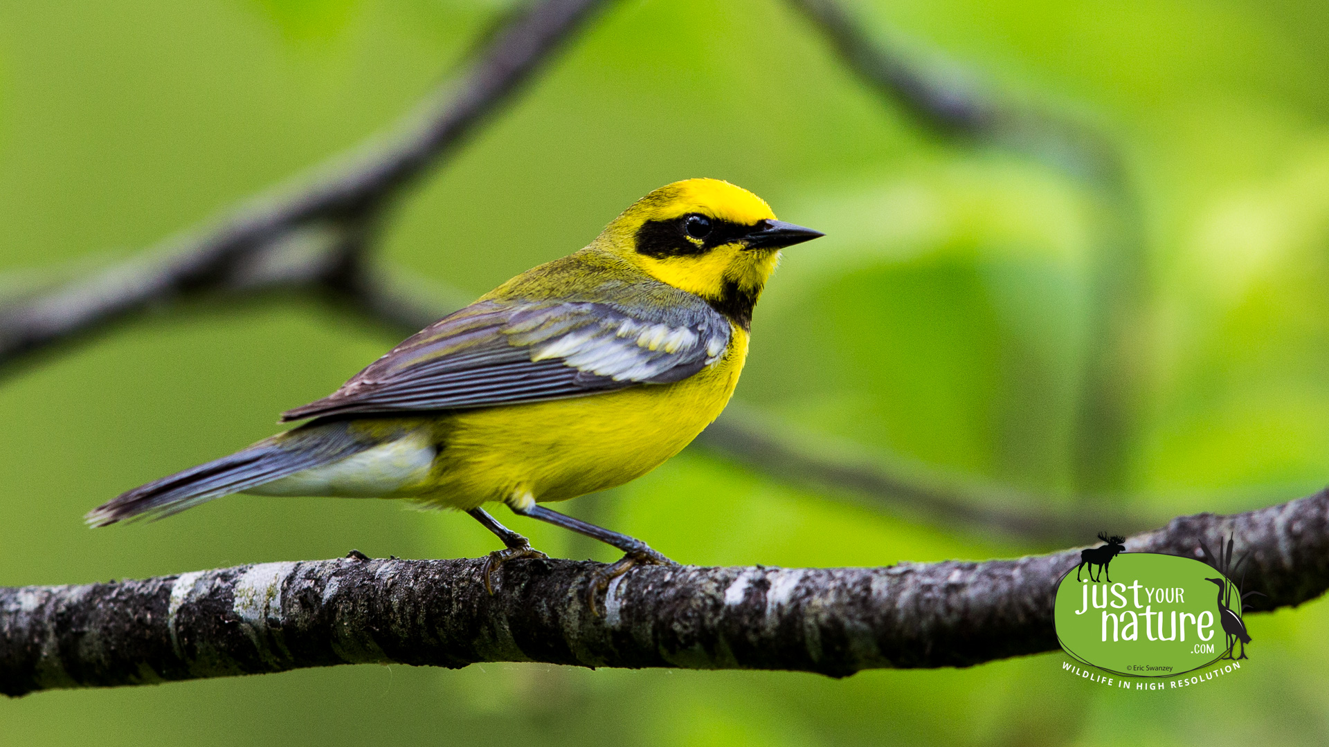 Lawrence's Warbler, Ordway Reservation, West Newbury, Massachusetts, 26 May 2015 by Eric Swanzey