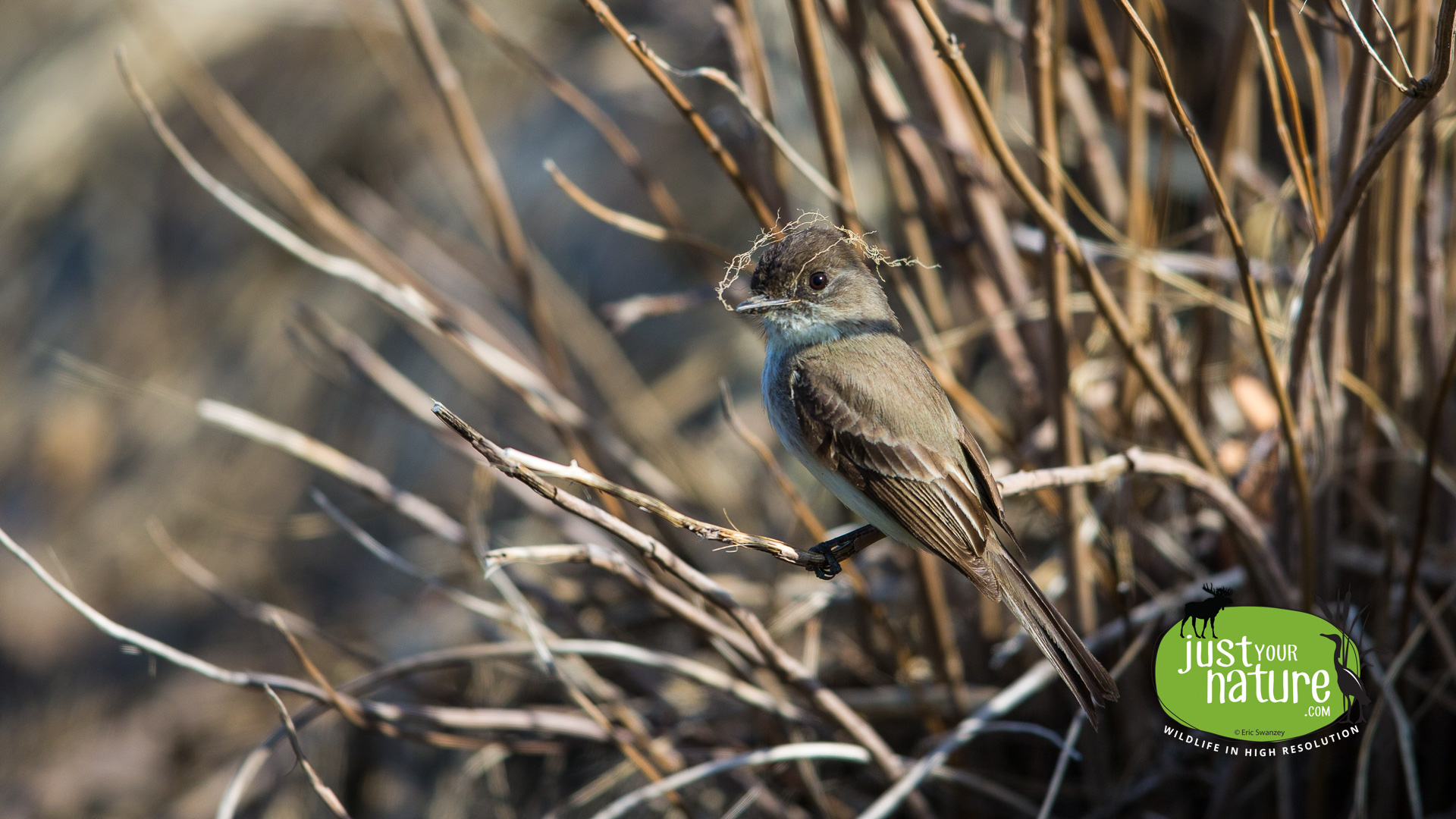 Eastern Phoebe, Hamlin Reservation, Essex, Massachusetts, 18 April 2016 by Eric Swanzey