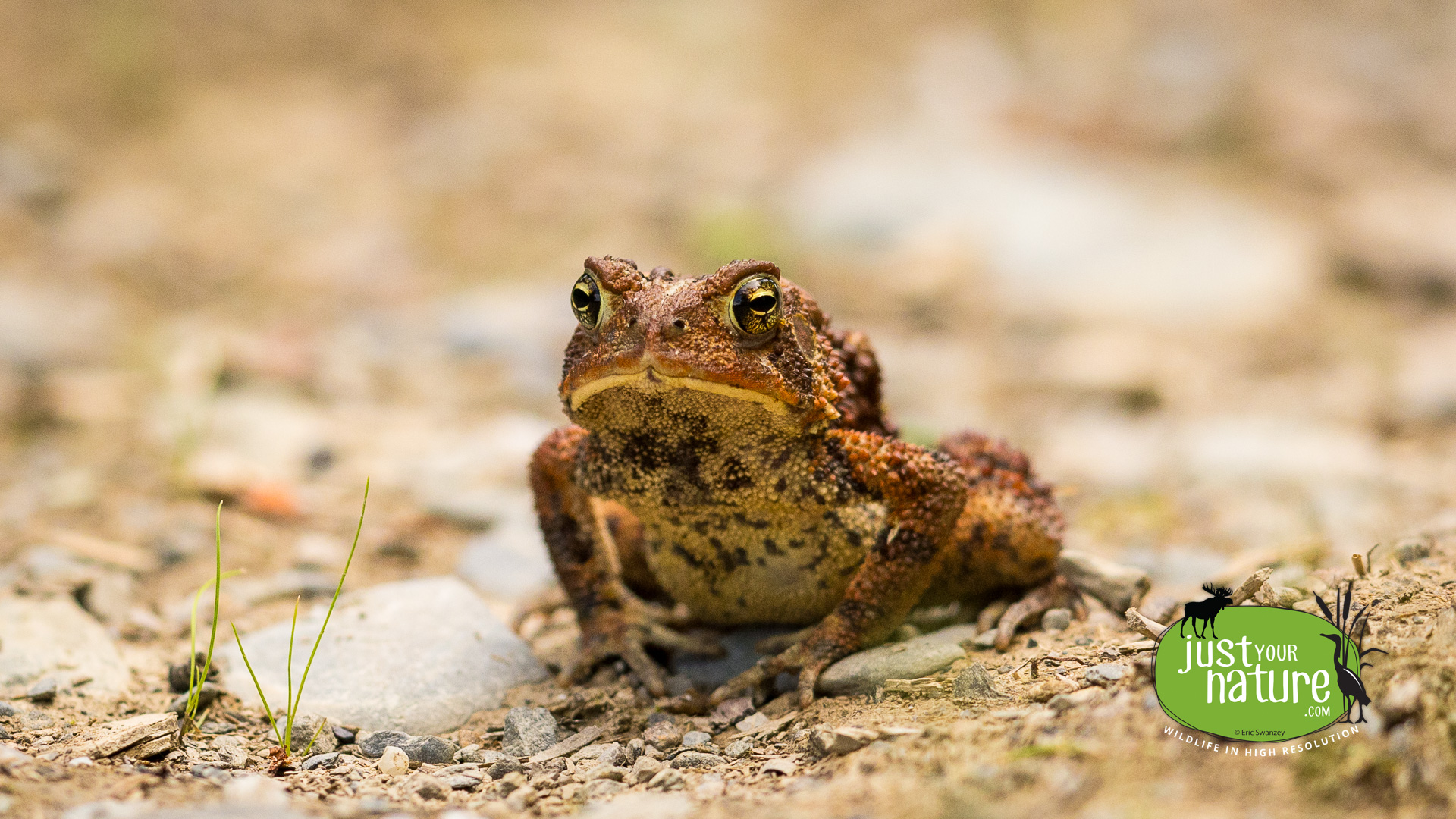 American Toad, Gulliver Brook, Elm Stream Twp, North Maine Woods (NMW), Maine, DeLorme 48:C4, 19 June 2024 by Eric Swanzey