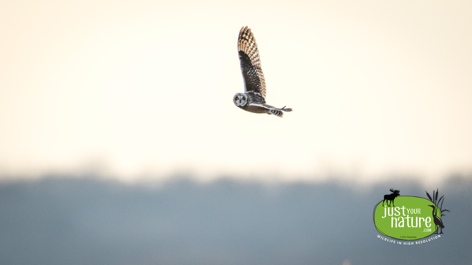 Short-eared Owl, Parker River NWR, Plum Island, Massachusetts31 January 2016 by Eric Swanzey