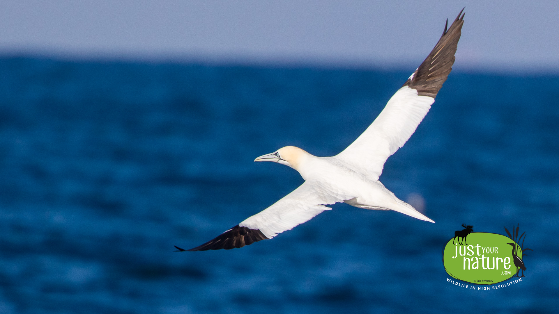 Northern Gannet, Nantucket Shoals, Massachusetts, 7 February 2016 by Eric Swanzey