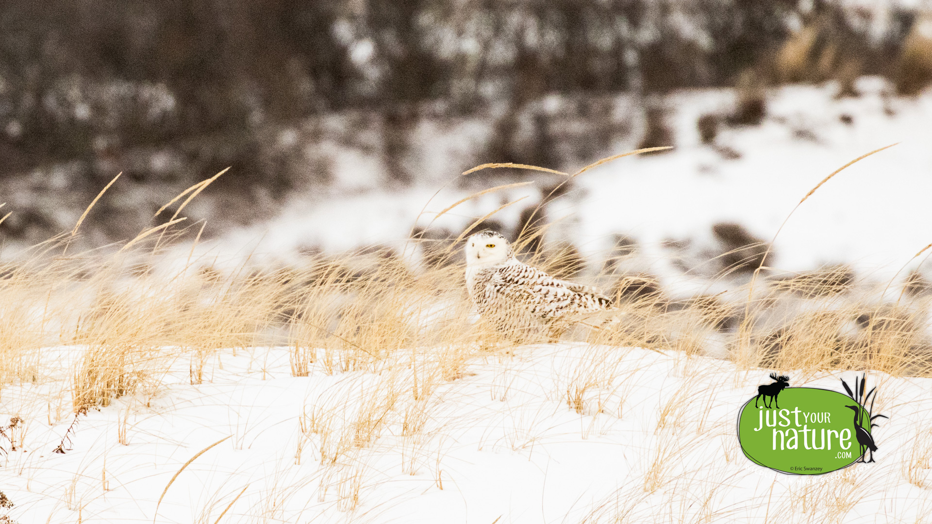 Snowy Owl, Crane Beach, Ipswich, Massachusetts, 16 January 2015 by Eric Swanzey