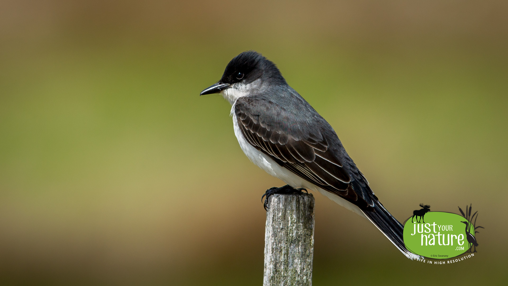 Eastern Kingbird, Parker River NWR, Plum Island, Massachusetts, 17 May 2014 by Eric Swanzey