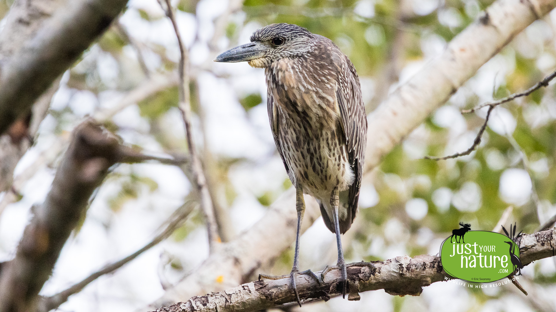 Yellow-crowned Night-Heron, Parker River NWR, Plum Island, Massachusetts, 4 October 2015 by Eric Swanzey