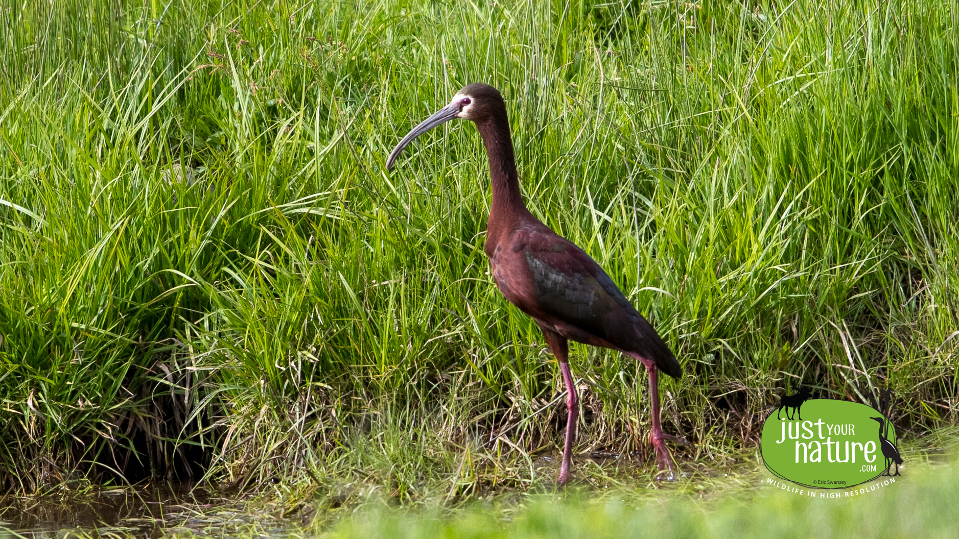 White-faced Ibis, Essex, Massachusetts, 8 May 2017 by Eric Swanzey