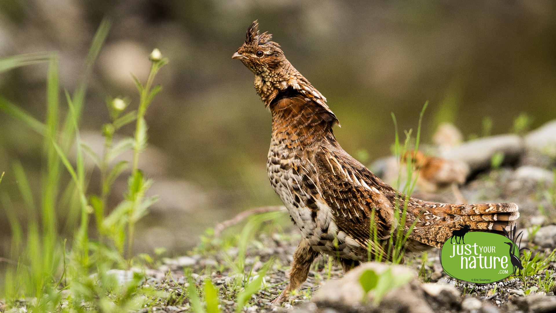 Ruffed Grouse, Seboomook Lake, Plymouth Twp, North Maine Woods (NMW), Maine, DeLorme 48:D3, 11 June 2024 by Eric Swanzey