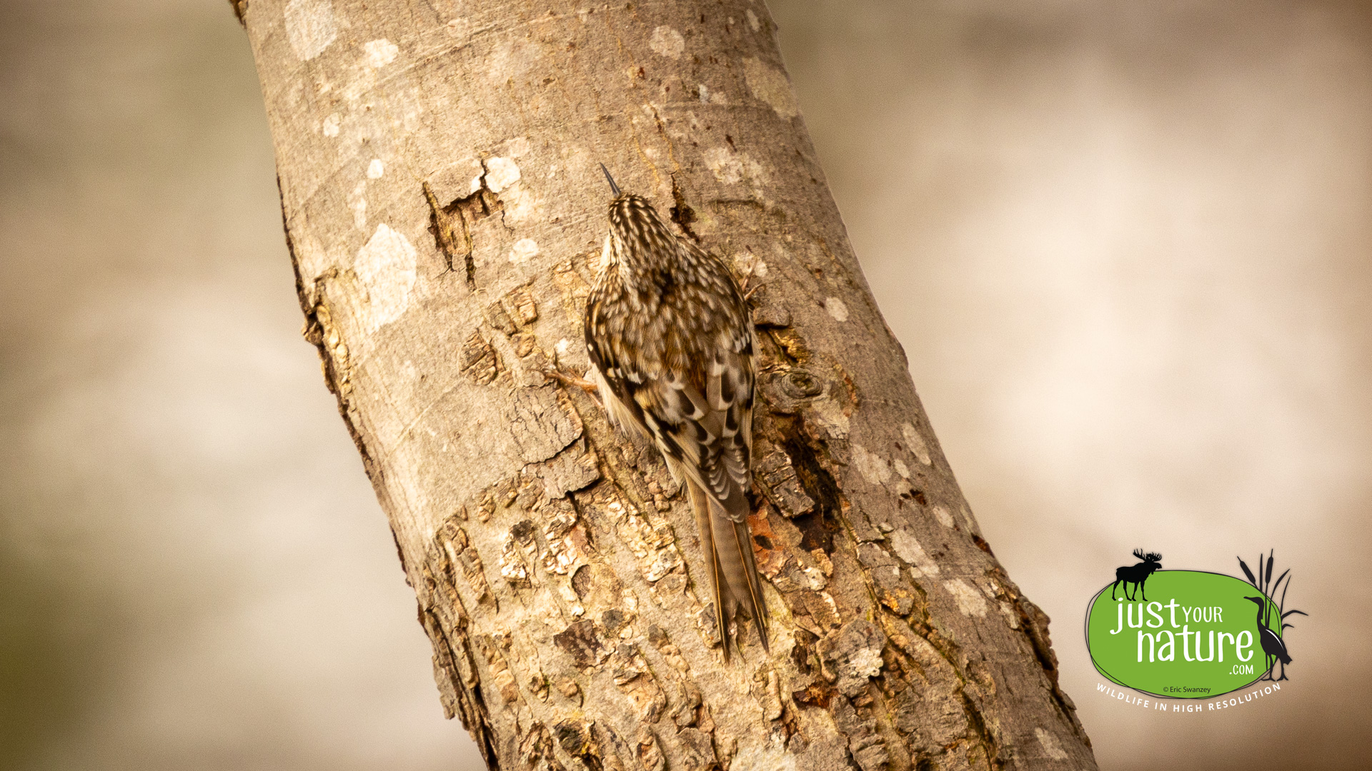 Brown Creeper, Kittery Point, Maine, 6 April 2024 by Eric Swanzey