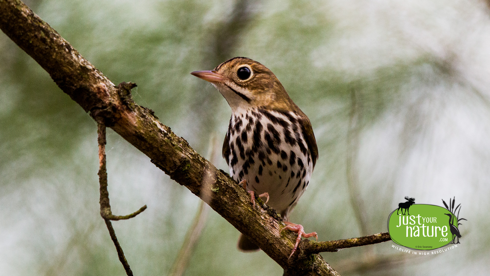 Ovenbird, Long Hill, Manchester-by-the-Sea, Massachusetts, 10 May 2015 by Eric Swanzey