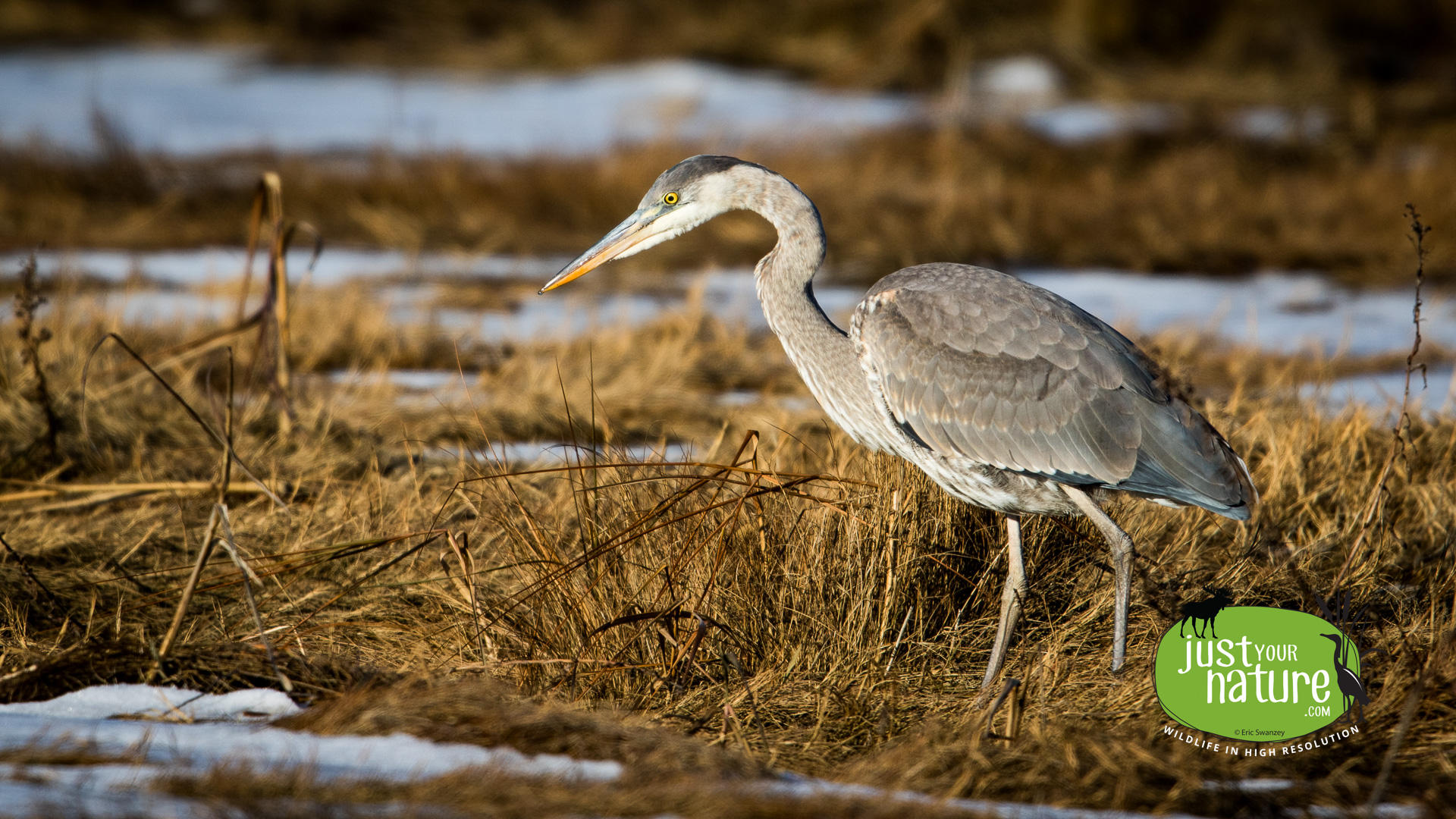 Great Blue Heron, Parker River NWR, Plum Island, Massachusetts. 2 January 2016 by Eric Swanzey