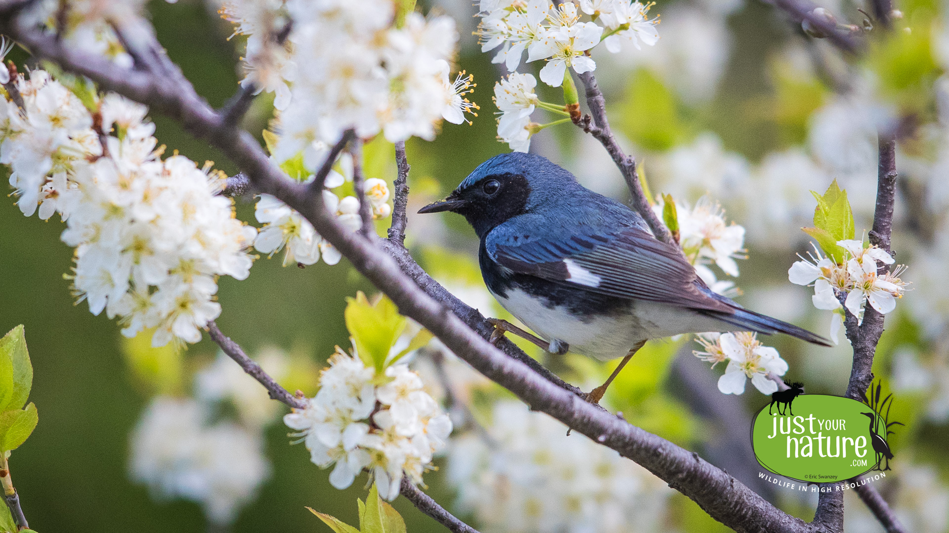 Black-throated Blue Warbler, Parker River NWR, Plum Island, Massachusetts, 17 May 2017 by Eric Swanzey