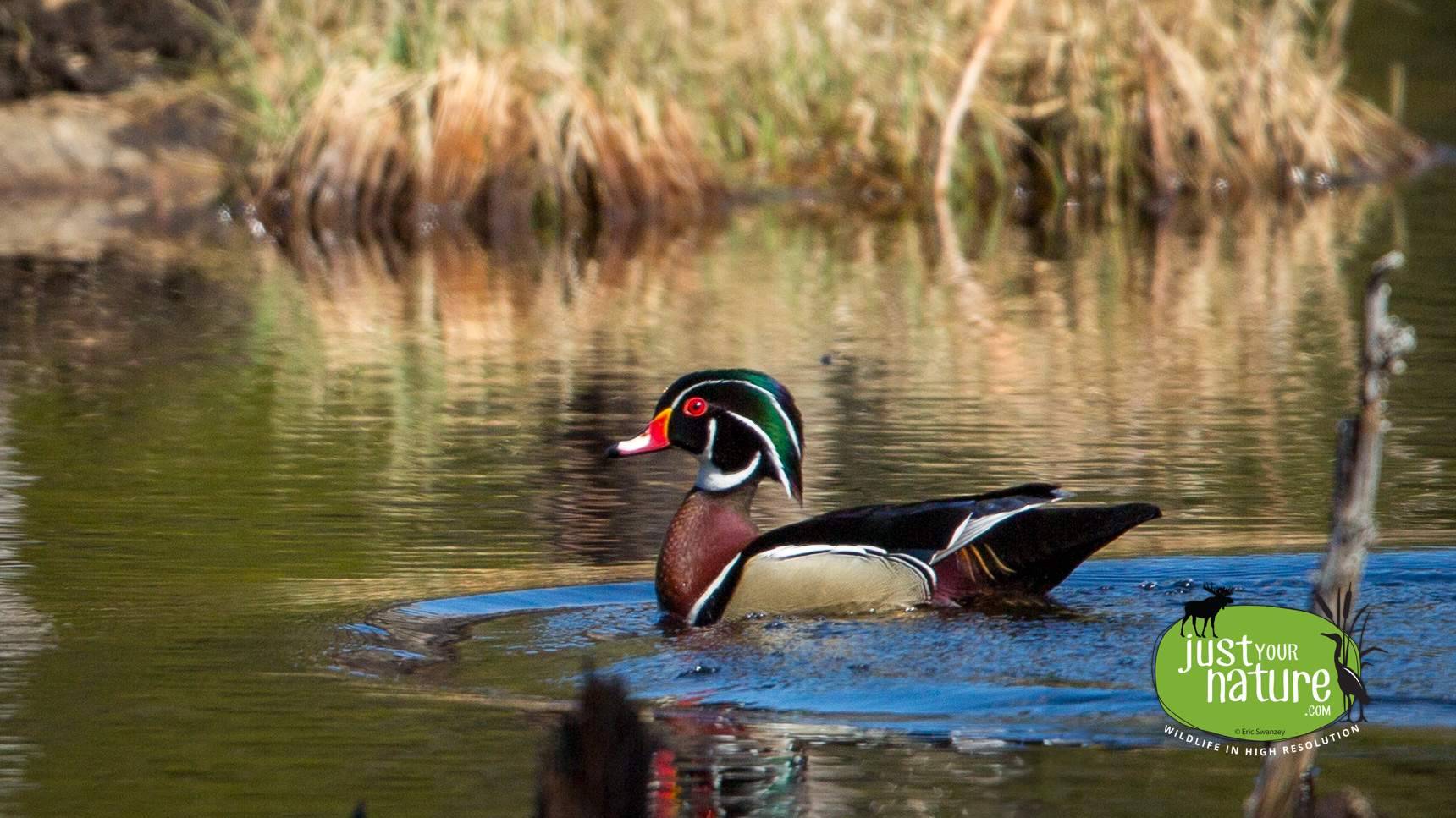 Wood Duck, Pawtuckaway State Park, Nottingham, New Hampshire, 20 April 2014 by Eric Swanzey