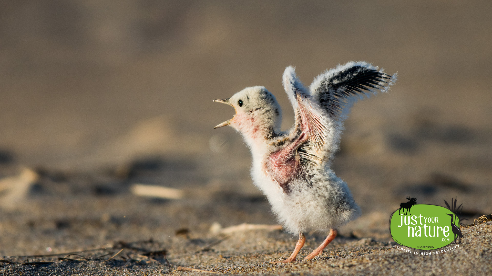 Least Tern, Sandy Point State Reservation, Plum Island, Massachusetts, 24 July 2015 by Eric Swanzey