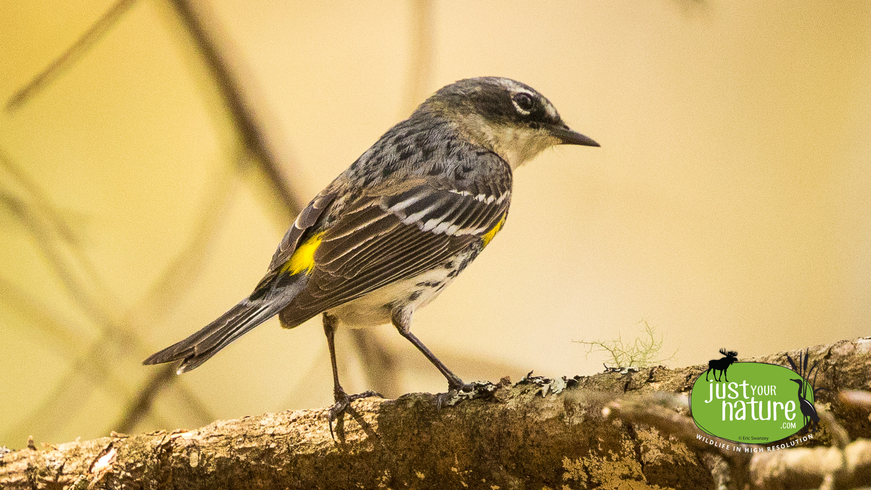 Yellow-rumped Warbler, Great Bay NWR, Newington, New Hampshire, 7 May 2023 by Eric Swanzey