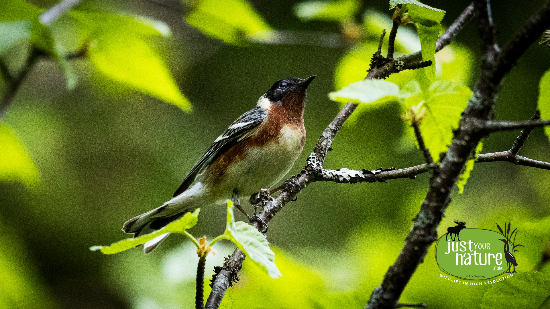 Chestnut-sided Warbler, Katahdin Woods & Waters National Monument, Loop Road, Maine, DeLorme 51:C, 2 June 2024 by Eric Swanzey