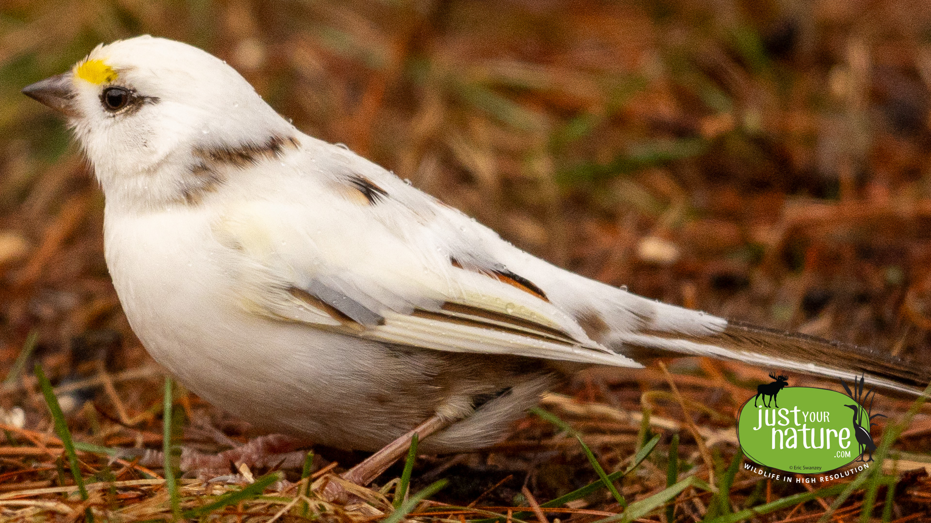 White-throated Sparrow, Leucistic, Kittery Point, Maine, 16 December 2022 by Eric Swanzey