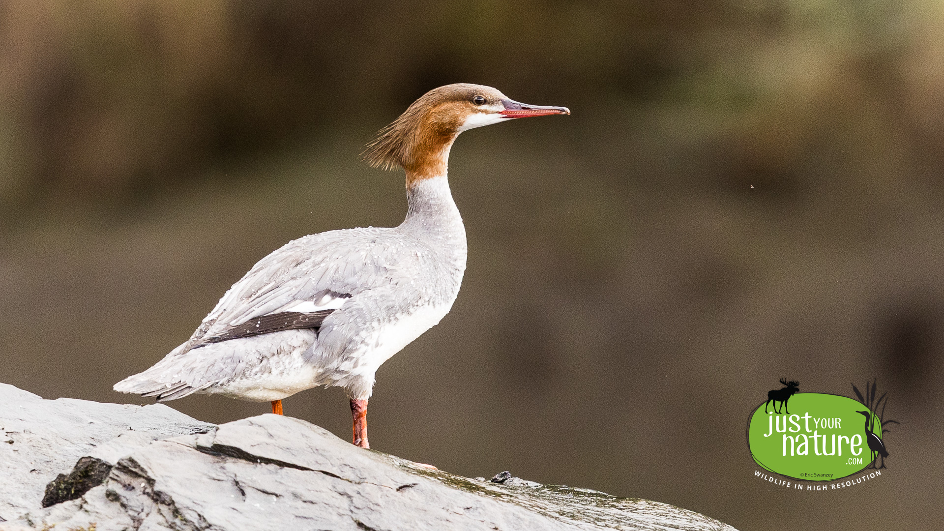 Common Merganser, West Branch Penobscot River, T4 R14 Wels, North Maine Woods (NMW), Maine, DeLorme 49:C3, 8 June 2024 by Eric Swanzey